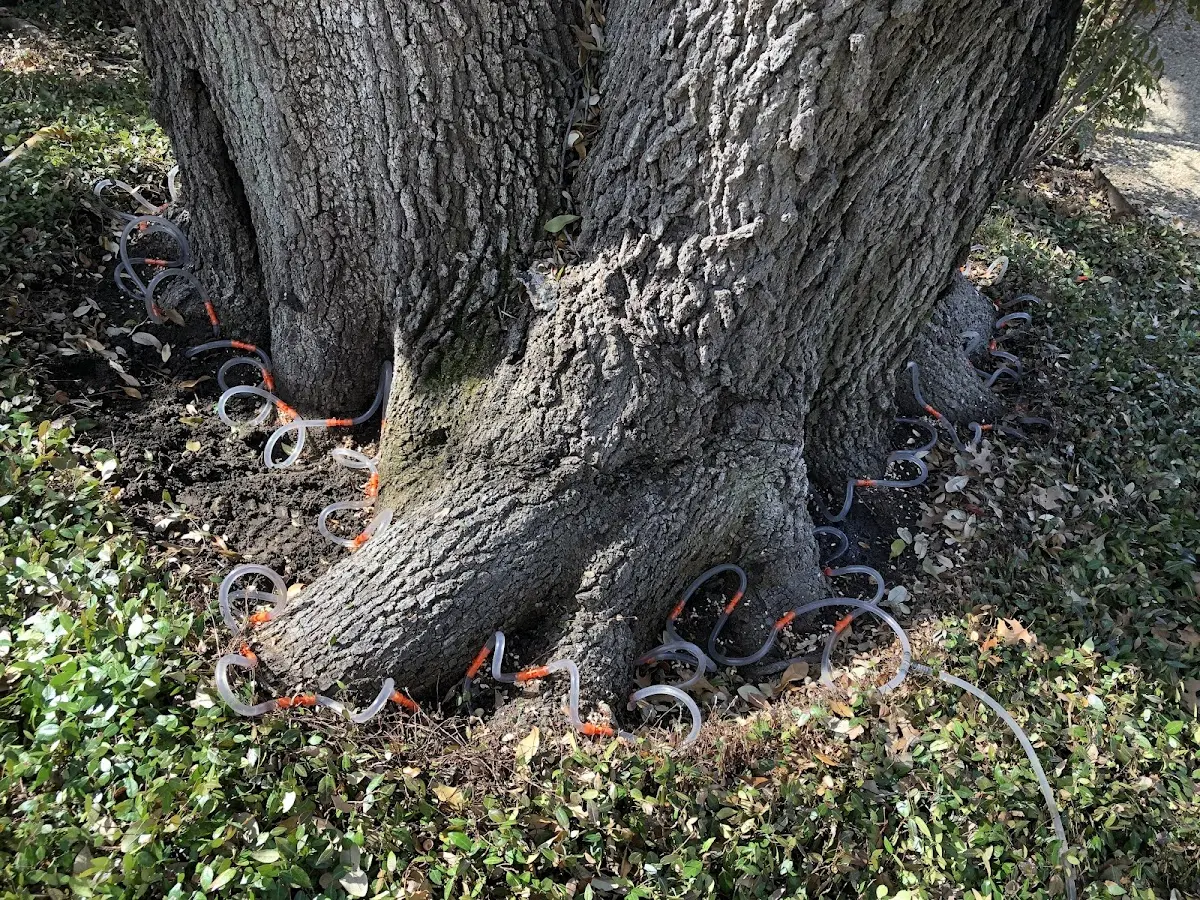 Detailed Tree Cabling and Bracing job site in Fox