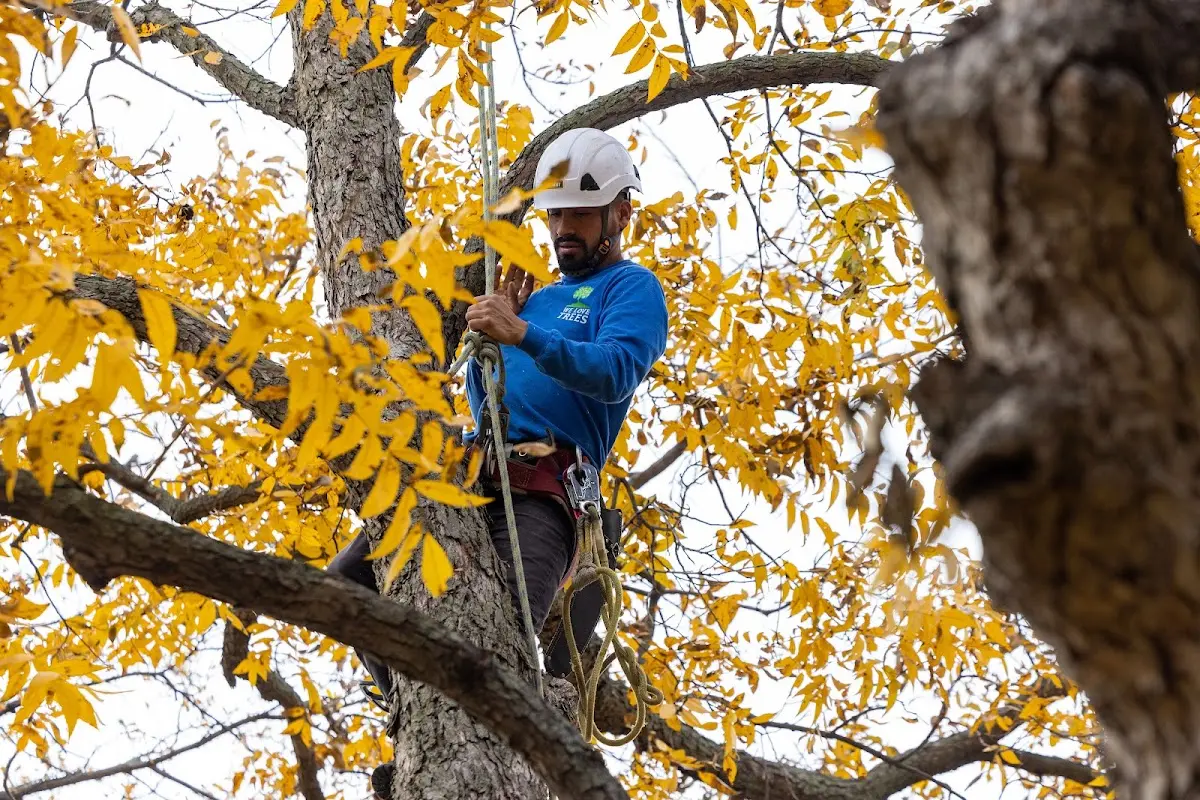 Skilled Storm Damage Cleanup crew working in Fox