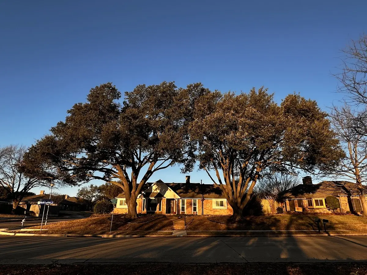 Established residential canopy tree shading a home in Fox